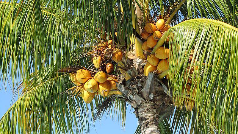 Palmenfrüchte